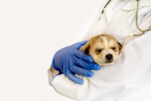 Pativet gebze veteriner doğum ve jinekolog